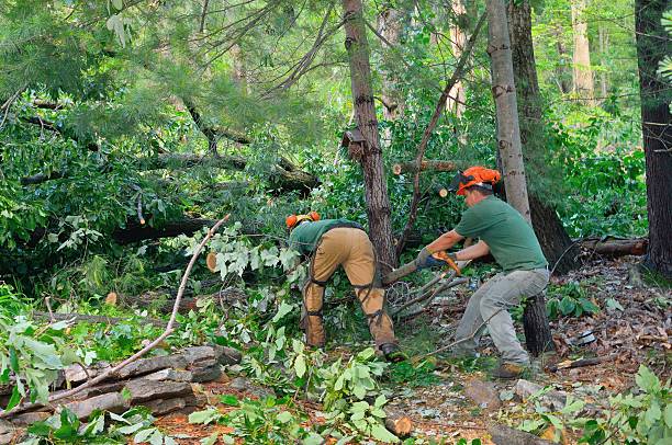 Sidney, NE Tree Care Services Company